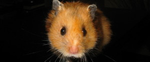 hamster