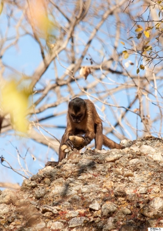 capuchin monkey