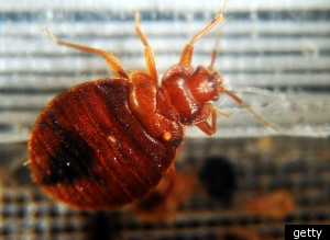 Bedbugs Ritz Carlton