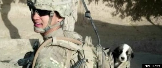 Soldier Reunited Puppy