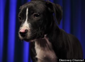 Puppy Bowl