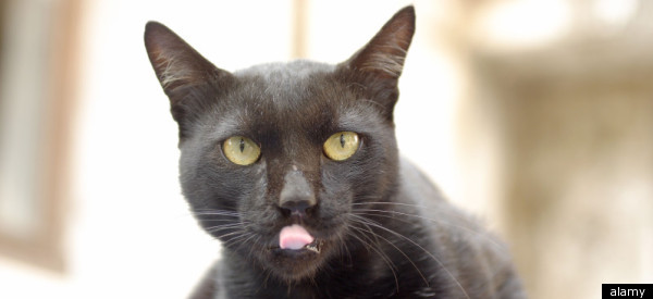 FBI: Foiled Electrocution Plot Was To Be Blamed On Wealthy Man's Cat