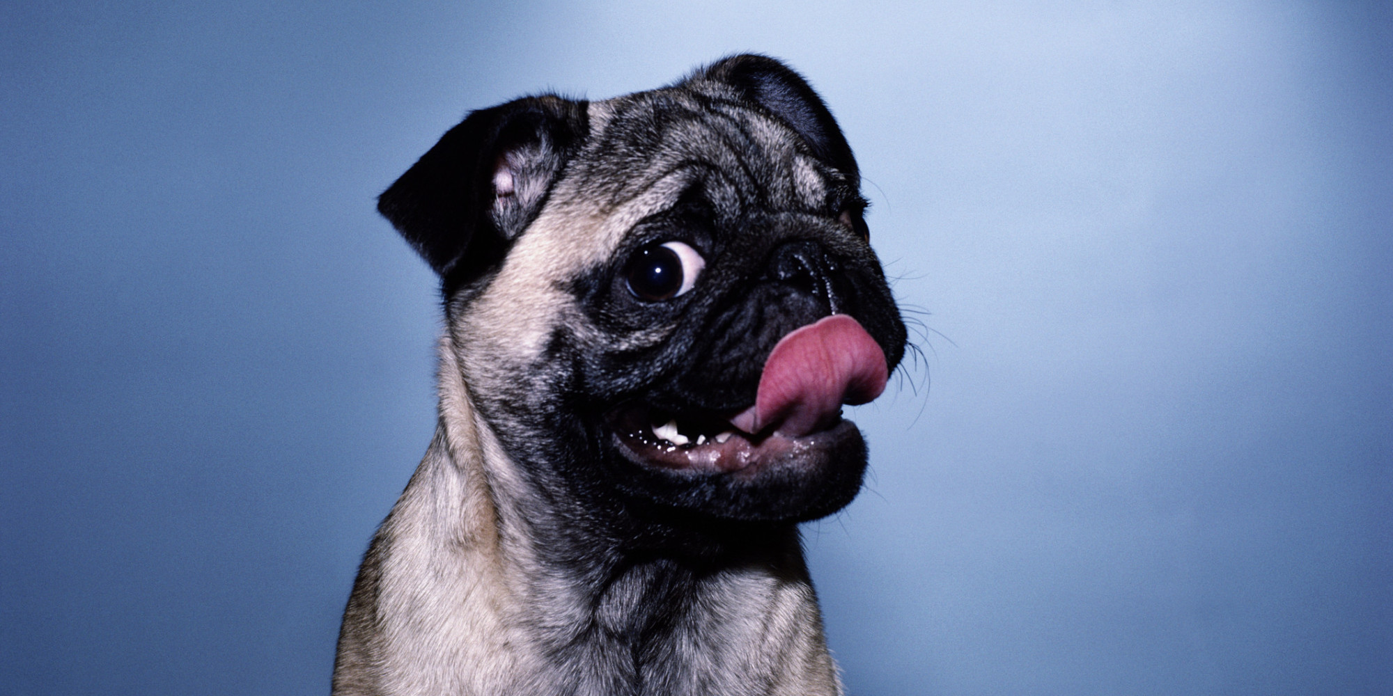 bridget the midget animated lick love n pug puppy