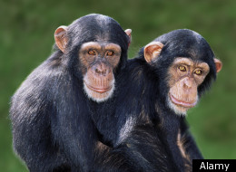 Even Monkeys Can't Escape 'Boys Like Trucks, Girls Like Dolls' Gender Identity 