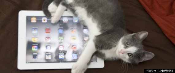 Cat Internet Ipad