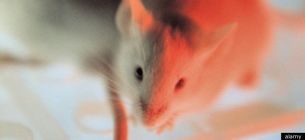 A Mouse Dispensing Cash Machine 