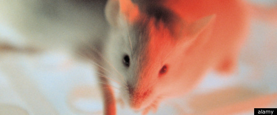 Man Withdraws Mouse From Atm