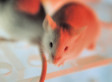 A Mouse Dispensing Cash Machine 