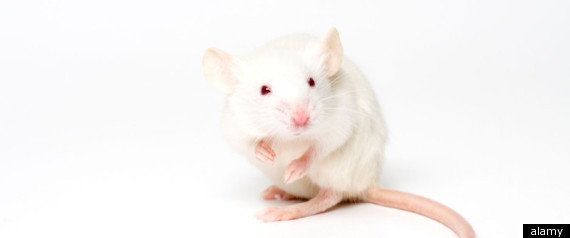 Mouse