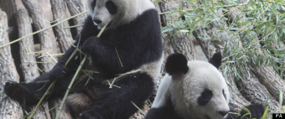 Giant Pandas Ill