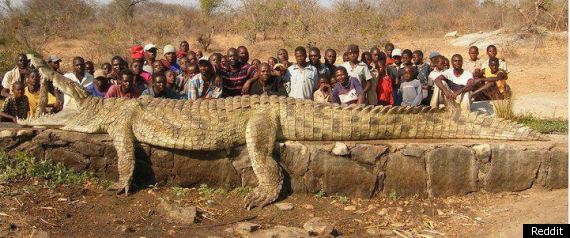 Giant Reddit Crocodile