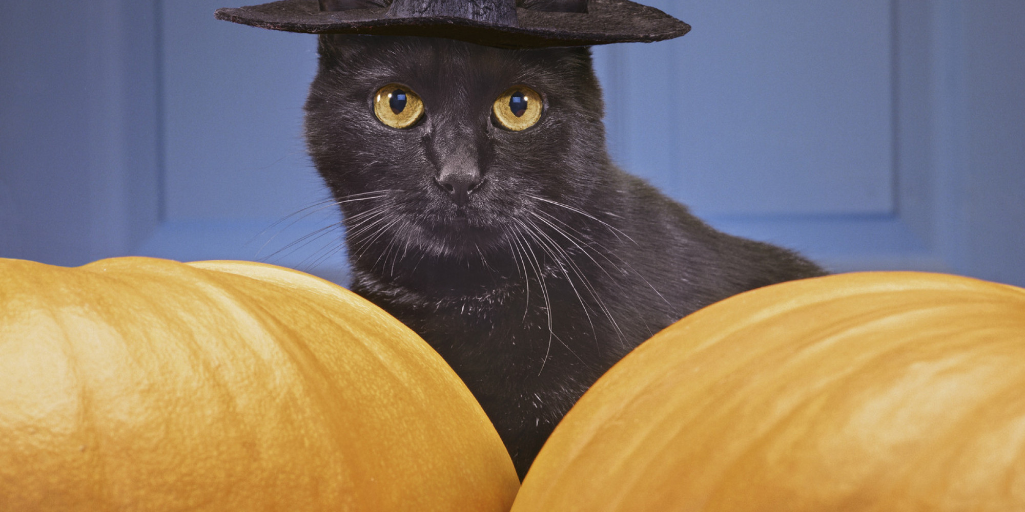 Here's Some Creepy Cats For Halloween | HuffPost