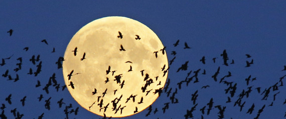 SUPER MOON