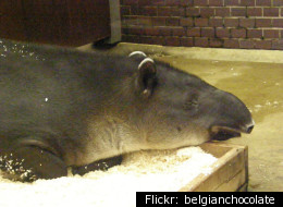 6 Extremely Rare National Animals