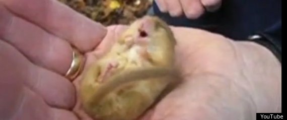 Snoring Dormouse