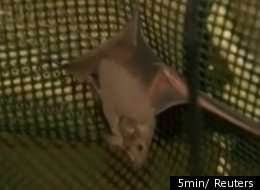 WATCH: Israeli Army Ghost Bunkers Reborn As Bat House
