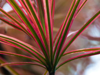 Plant Of The Week
