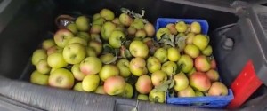 manzanas