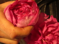 Flower Arrangements