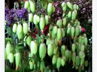 Magic Bells