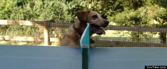 Happy Table Tennis Dog