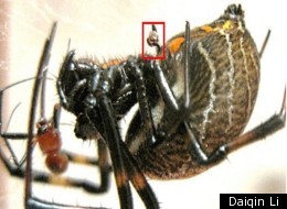 Detachable Penis Lets Spider Escape Cruel Fate