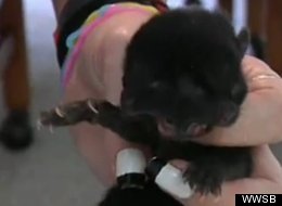 Two-Faced Kitten Dies In Florida