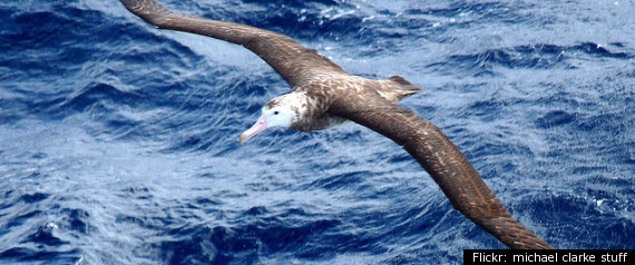 Albatross Found In La