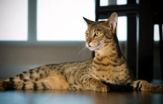 الأليركا والفرعوني والفارسي.. سلالات قطط يصل سعرها إلى 100 ألف دولار O-CAT-570