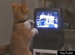 Cat Tv