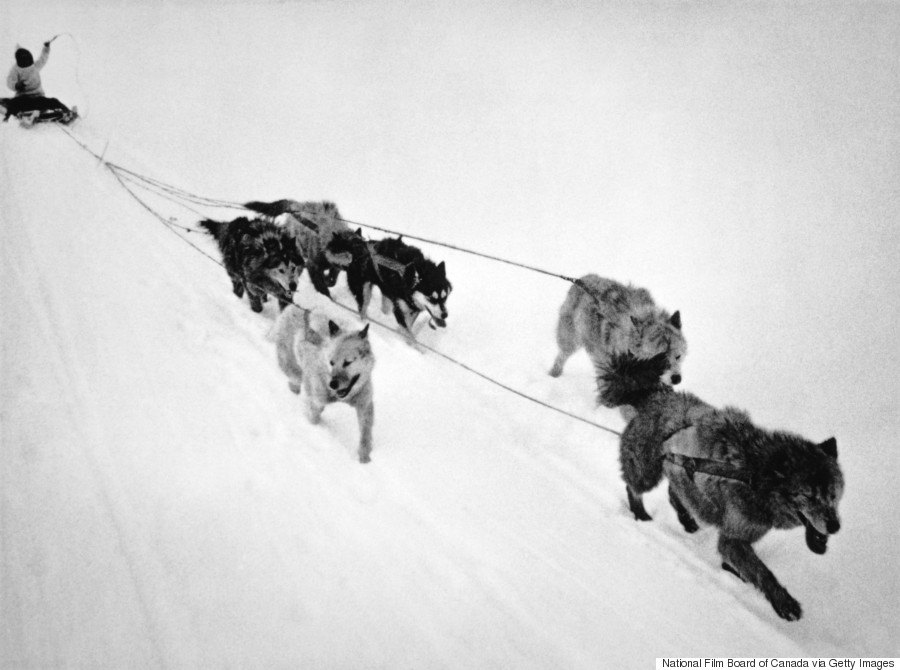 inuit sled dogs 1960s