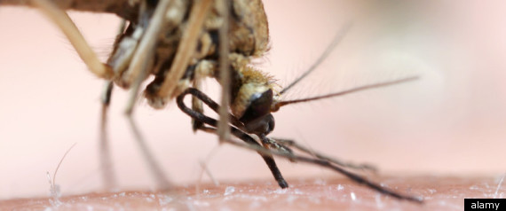 Malaria Bigger Problem Than Thought