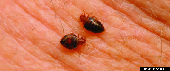 University Of Nebraska Bedbug Cover Up