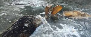 ALASKA MOOSE FROZEN