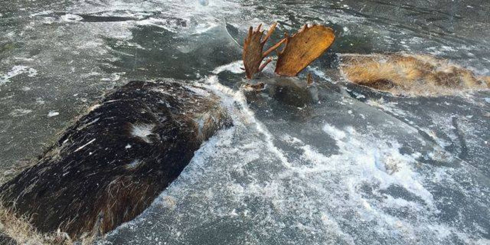 Two Battling Moose Discovered 'Frozen In Time' In Alaska