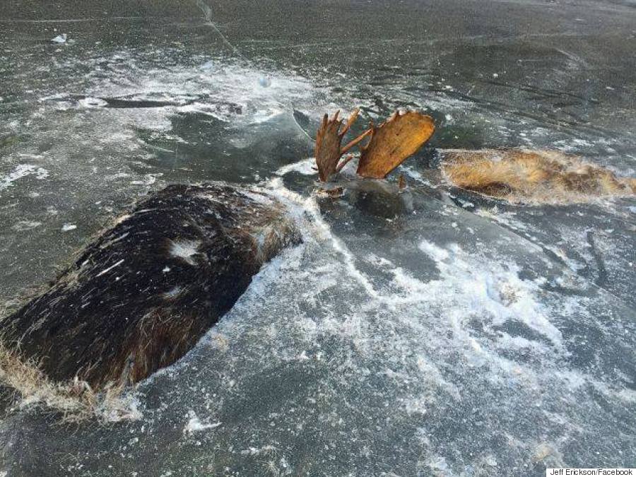 alaska moose frozen