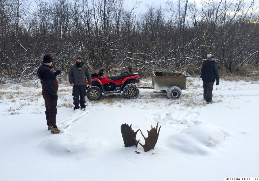 moose antlers