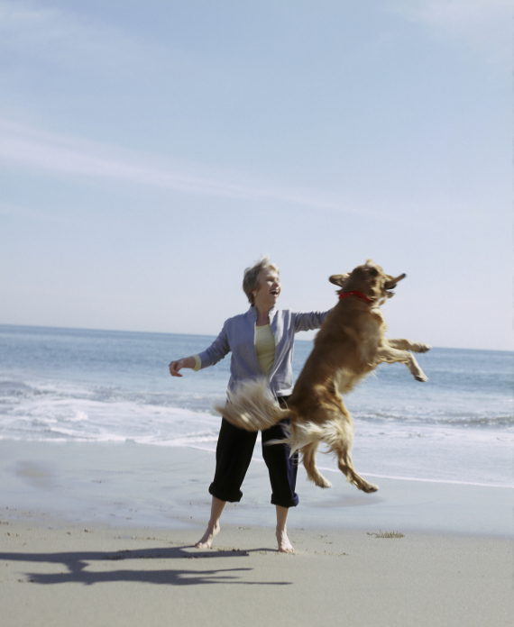 dogs