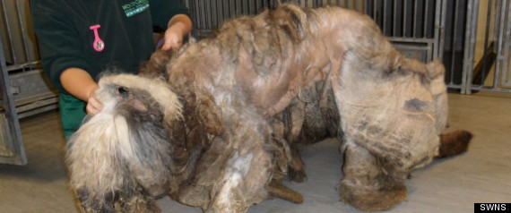 Dog Neglect