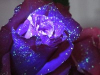 Glow In The Dark Flowers