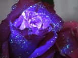 Glow In The Dark Flowers