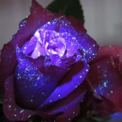 Flowers That...Glow In The Dark?