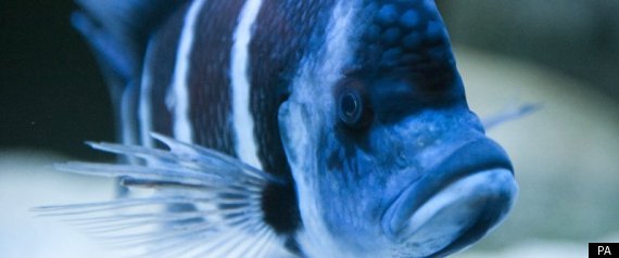 Fish