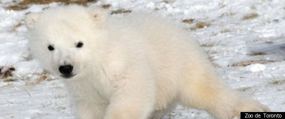Ours Polaire