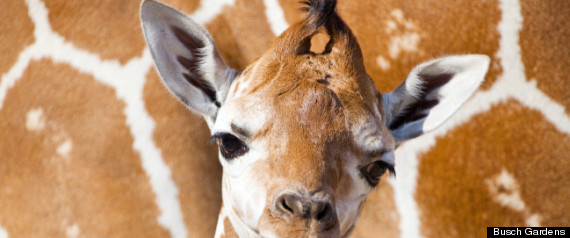 Bg Baby Giraffe 3
