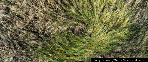 Barry Fellman Biscayne Bay