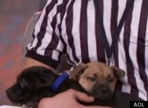 Puppy Bowl?