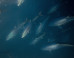A Belated Thanksgiving: The Atlantic Ocean Is Healing Itself