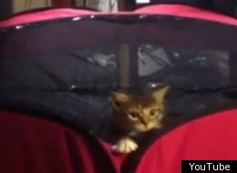 WATCH: Kitten Jail Break