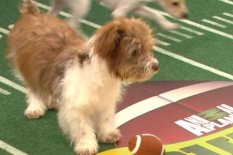 Puppy